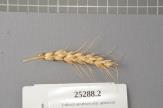 Click for 1 image(s) for this accession. Spike